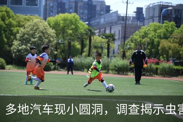 多地汽车现小圆洞，调查揭示虫害真相，专家发出警示